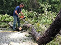 Best Root Management and Removal  in Deerfield Beach, FL