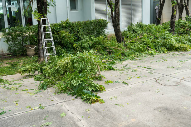 Best Tree Health Inspection  in Deerfield Beach, FL