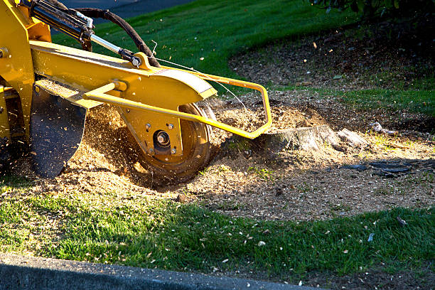 Best Lot and Land Clearing  in Deerfield Beach, FL