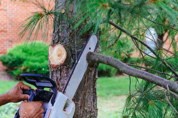 Deerfield Beach, FL Tree Removal Company